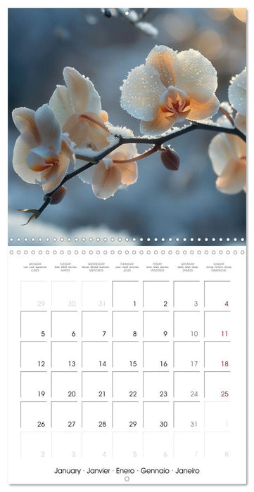 colorful orchid family planner (CALVENDO Monthly Calendar 2026)