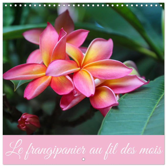 Le frangipanier au fil des mois (CALVENDO Calendrier mensuel 2026)