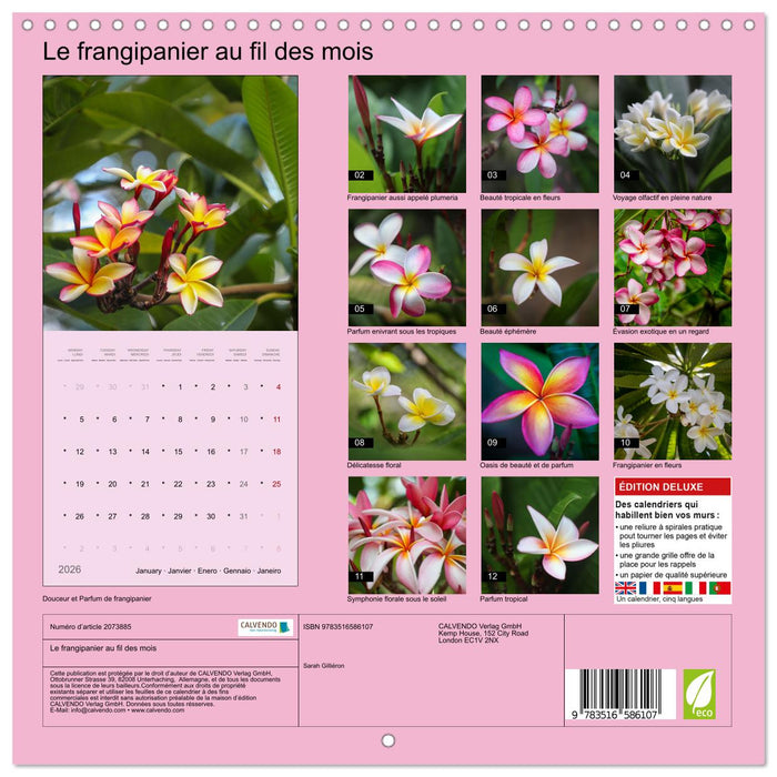 Le frangipanier au fil des mois (CALVENDO Calendrier mensuel 2026)