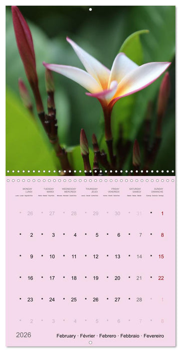 Le frangipanier au fil des mois (CALVENDO Calendrier mensuel 2026)