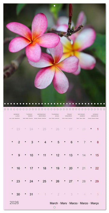 Le frangipanier au fil des mois (CALVENDO Calendrier mensuel 2026)