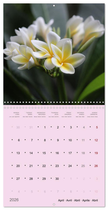 Le frangipanier au fil des mois (CALVENDO Calendrier mensuel 2026)