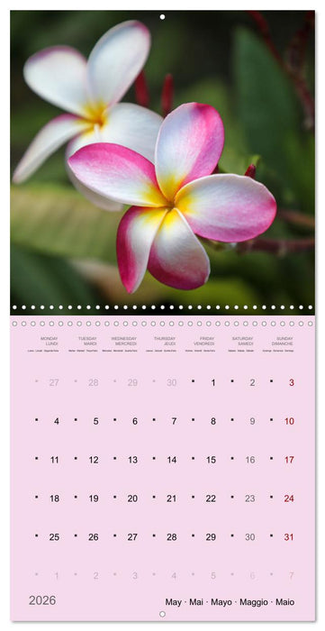 Le frangipanier au fil des mois (CALVENDO Calendrier mensuel 2026)
