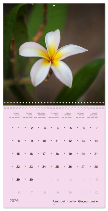 Le frangipanier au fil des mois (CALVENDO Calendrier mensuel 2026)
