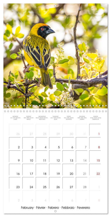 Feathered Jewels (CALVENDO Monthly Calendar 2026)