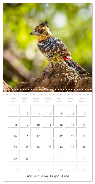 Feathered Jewels (CALVENDO Monthly Calendar 2026)