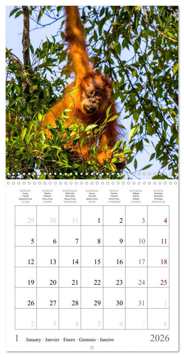 Orangutans in the jungle of Sumatra (CALVENDO Monthly Calendar 2026)