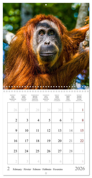 Orangutans in the jungle of Sumatra (CALVENDO Monthly Calendar 2026)