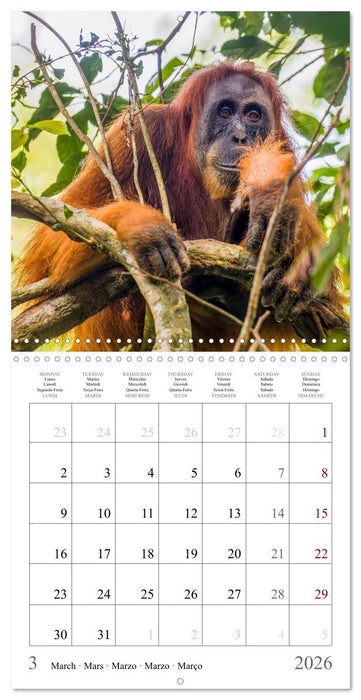 Orangutans in the jungle of Sumatra (CALVENDO Monthly Calendar 2026)