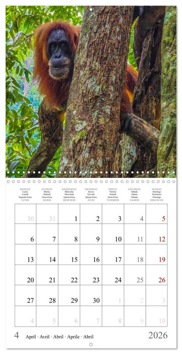 Orangutans in the jungle of Sumatra (CALVENDO Monthly Calendar 2026)
