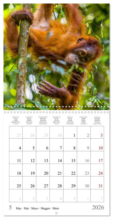 Orangutans in the jungle of Sumatra (CALVENDO Monthly Calendar 2026)