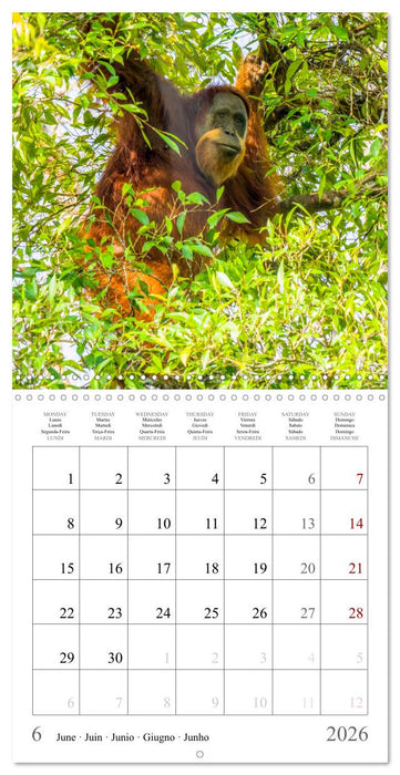 Orangutans in the jungle of Sumatra (CALVENDO Monthly Calendar 2026)