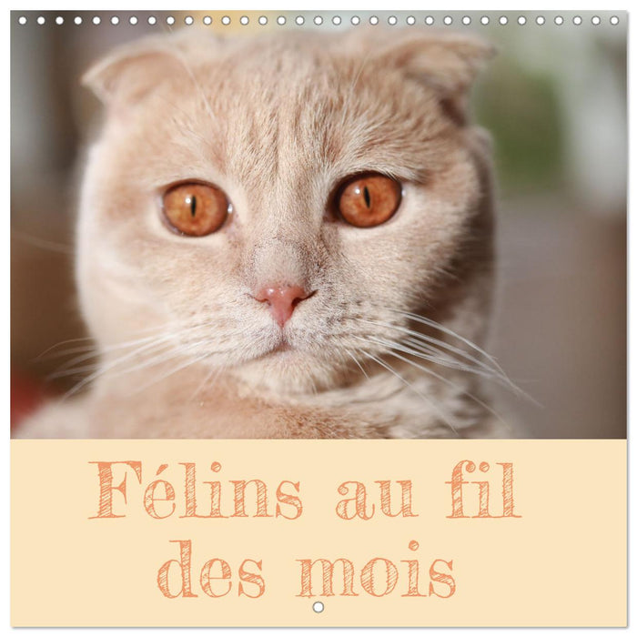 Félins au fil des mois (CALVENDO Calendrier mensuel 2026)