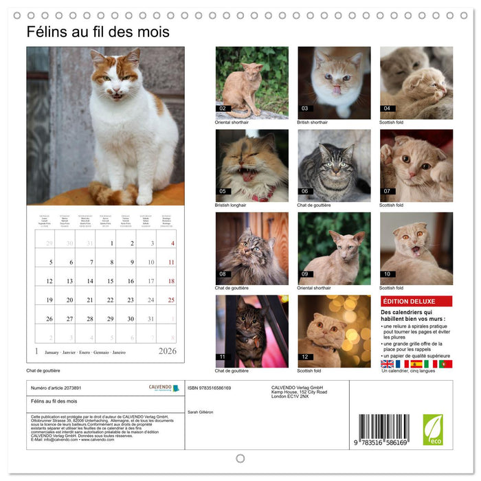 Félins au fil des mois (CALVENDO Calendrier mensuel 2026)