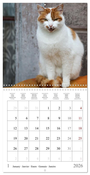 Félins au fil des mois (CALVENDO Calendrier mensuel 2026)