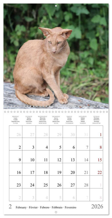 Félins au fil des mois (CALVENDO Calendrier mensuel 2026)