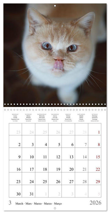 Félins au fil des mois (CALVENDO Calendrier mensuel 2026)