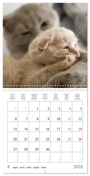 Félins au fil des mois (CALVENDO Calendrier mensuel 2026)
