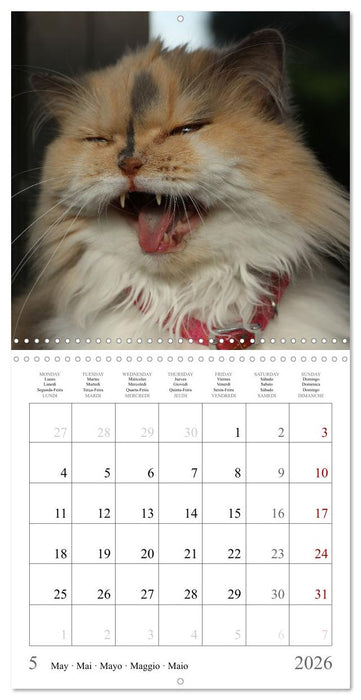 Félins au fil des mois (CALVENDO Calendrier mensuel 2026)