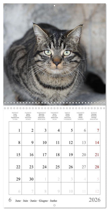 Félins au fil des mois (CALVENDO Calendrier mensuel 2026)