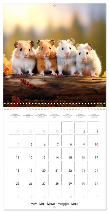 Sweet HAMSTERS (CALVENDO Monthly Calendar 2026)