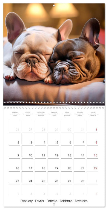 FRENCH BULLDOG Vigilant and brave (CALVENDO Monthly Calendar 2026)