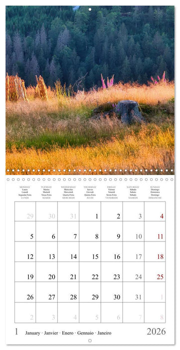 Forest impressions (CALVENDO Monthly Calendar 2026)