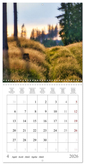 Forest impressions (CALVENDO Monthly Calendar 2026)
