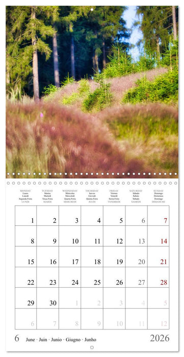 Forest impressions (CALVENDO Monthly Calendar 2026)