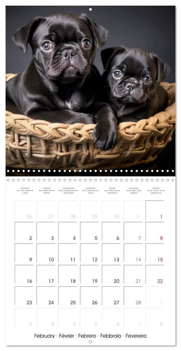 PUGS Cute and cuddly doggies (CALVENDO Monthly Calendar 2026)