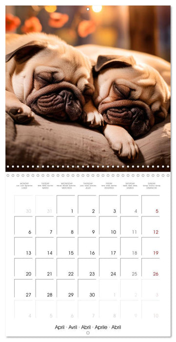 PUGS Cute and cuddly doggies (CALVENDO Monthly Calendar 2026)