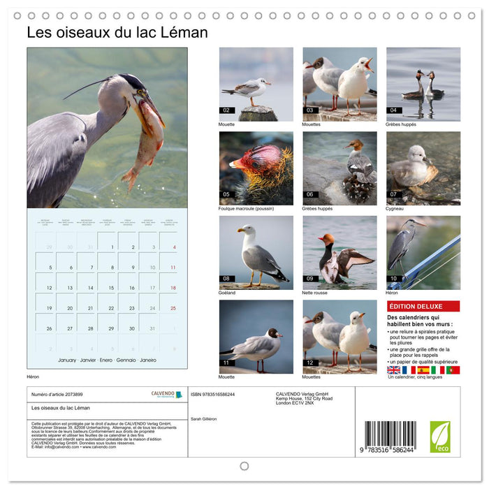 Les oiseaux du lac Léman (CALVENDO Calendrier mensuel 2026)