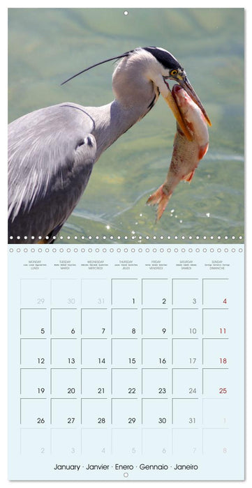 Les oiseaux du lac Léman (CALVENDO Calendrier mensuel 2026)