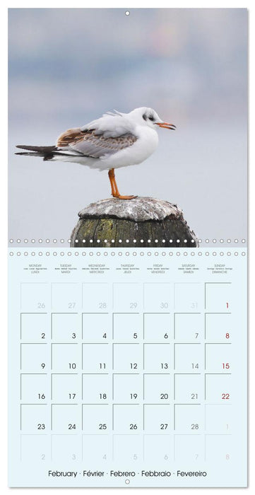 Les oiseaux du lac Léman (CALVENDO Calendrier mensuel 2026)