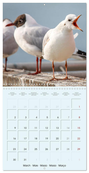 Les oiseaux du lac Léman (CALVENDO Calendrier mensuel 2026)