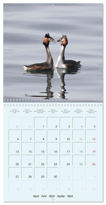 Les oiseaux du lac Léman (CALVENDO Calendrier mensuel 2026)