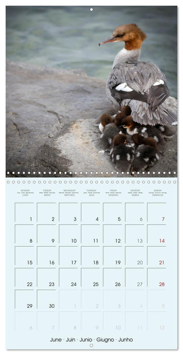 Les oiseaux du lac Léman (CALVENDO Calendrier mensuel 2026)