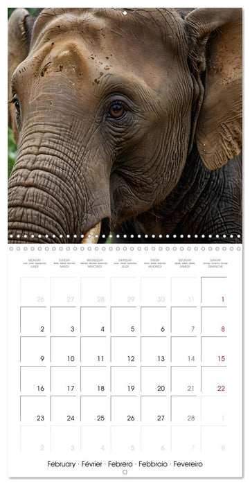 The last of this species (CALVENDO Monthly Calendar 2026)