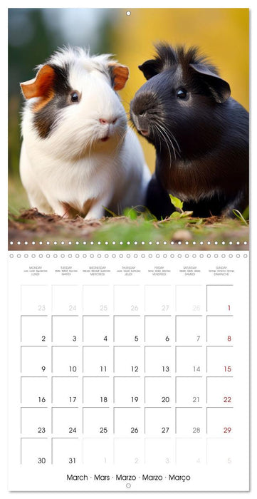 Sweet GUINEA PIGS (CALVENDO Monthly Calendar 2026)