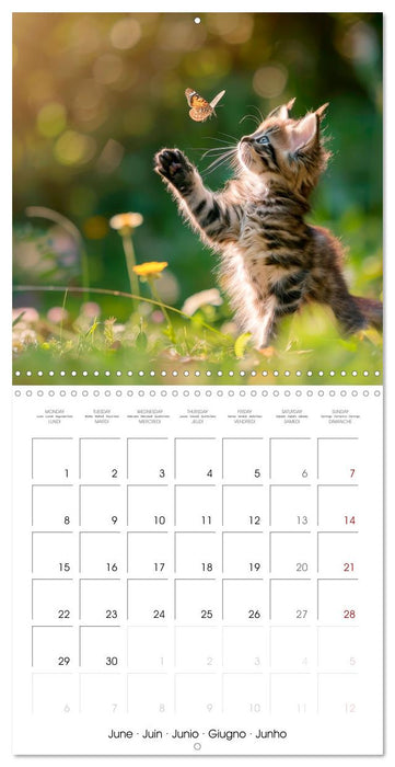 KITTEN Cuteness overload (CALVENDO Monthly Calendar 2026)