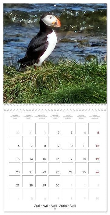 Puffin Pals (CALVENDO Monthly Calendar 2026)
