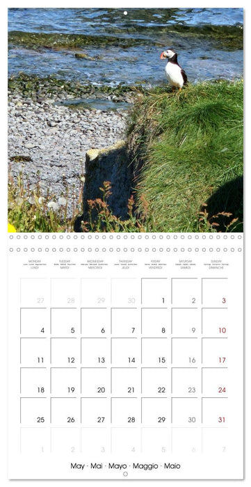 Puffin Pals (CALVENDO Monthly Calendar 2026)