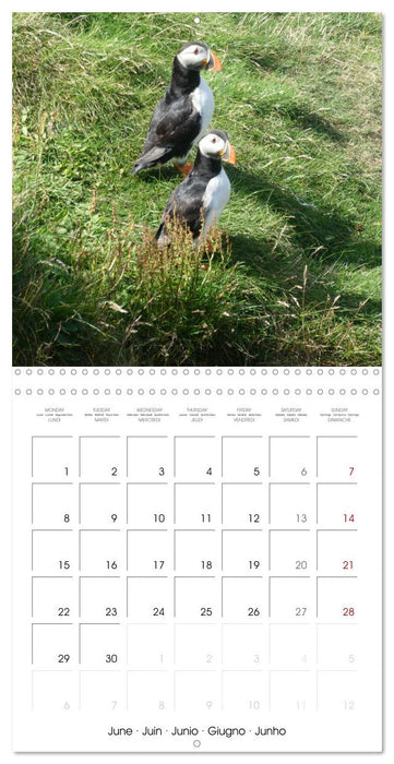 Puffin Pals (CALVENDO Monthly Calendar 2026)