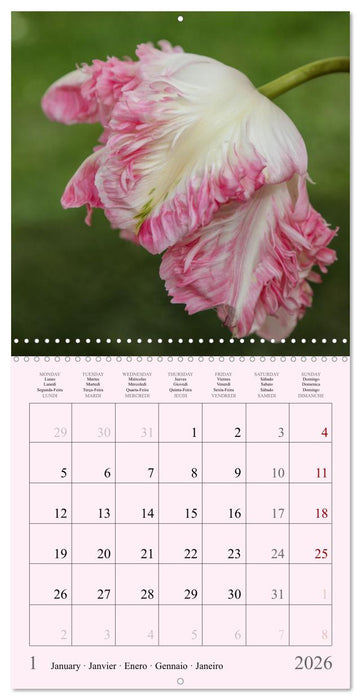 Les saisons en fleurs (CALVENDO Calendrier mensuel 2026)