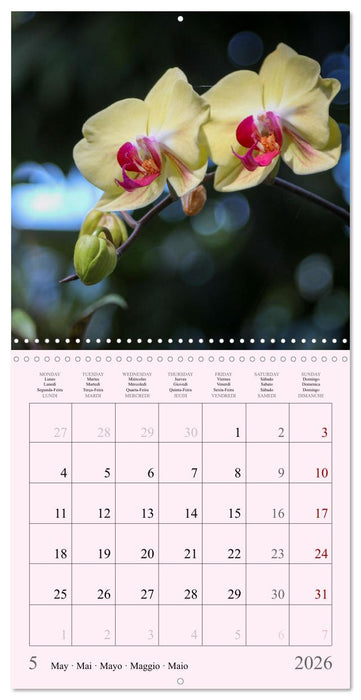 Les saisons en fleurs (CALVENDO Calendrier mensuel 2026)