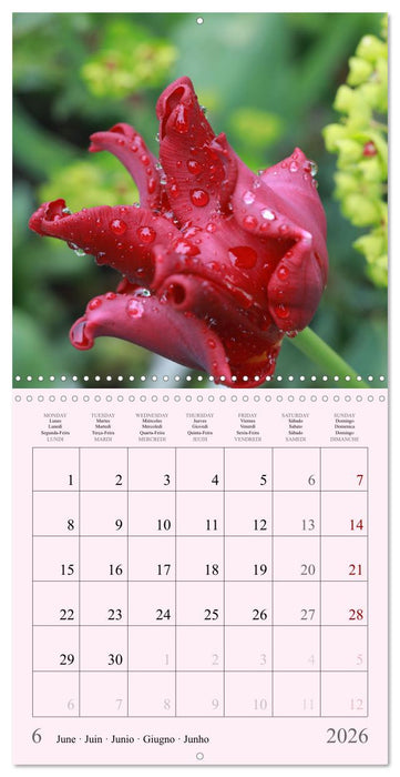 Les saisons en fleurs (CALVENDO Calendrier mensuel 2026)