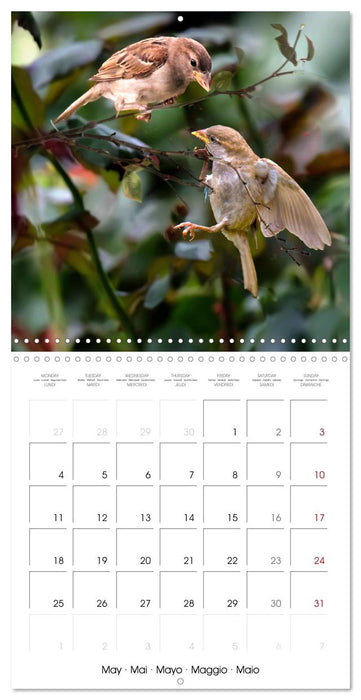 The Wild Sparrow Gang (CALVENDO Monthly Calendar 2026)