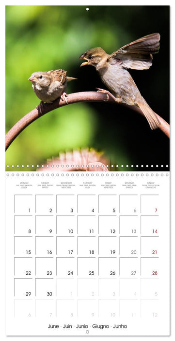 The Wild Sparrow Gang (CALVENDO Monthly Calendar 2026)