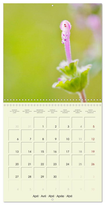 Flowers from dreamland (CALVENDO Monthly Calendar 2026)