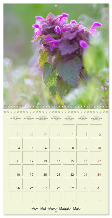 Flowers from dreamland (CALVENDO Monthly Calendar 2026)